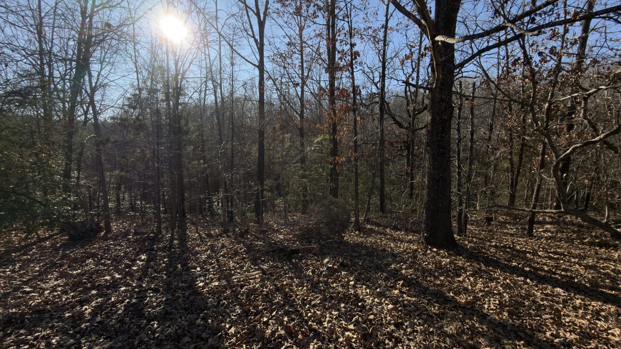 Mature hardwoods on the lot